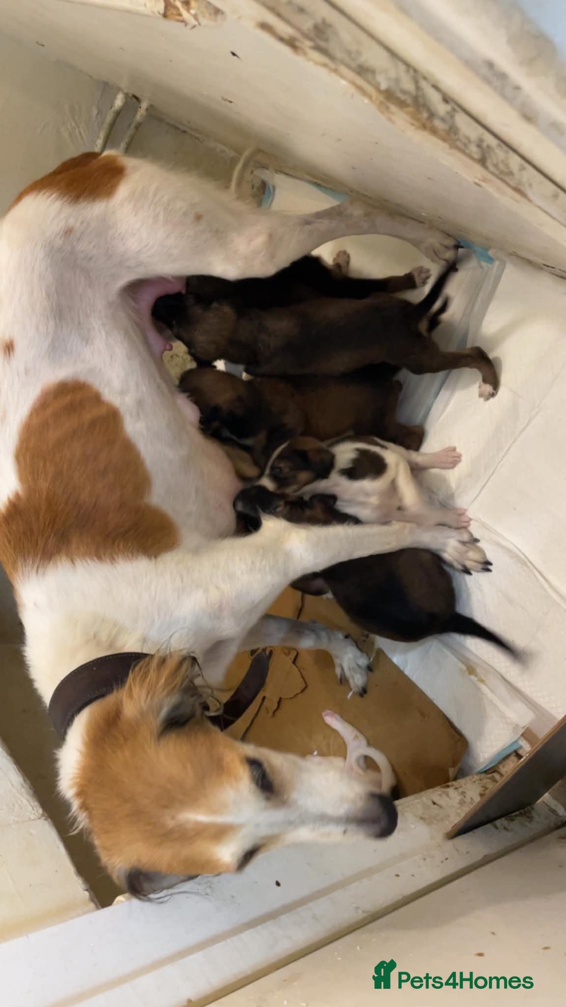 Saluki dogs Saluki pups  - Advert 4