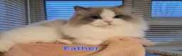 Ragdoll cats for sale: Beautiful Purebred Ragdoll Star-Quality Kittens - Advert 11