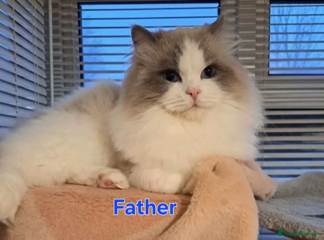 Ragdoll cats for sale: Beautiful Purebred Ragdoll Star-Quality Kittens - Advert 11