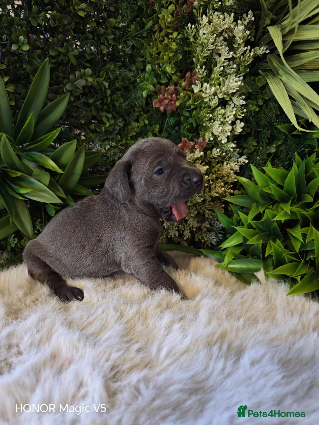 Weimaraner dogs for sale: ✨KC Weimaraner litter  from Champion Bloodlines ✨ - Advert 16