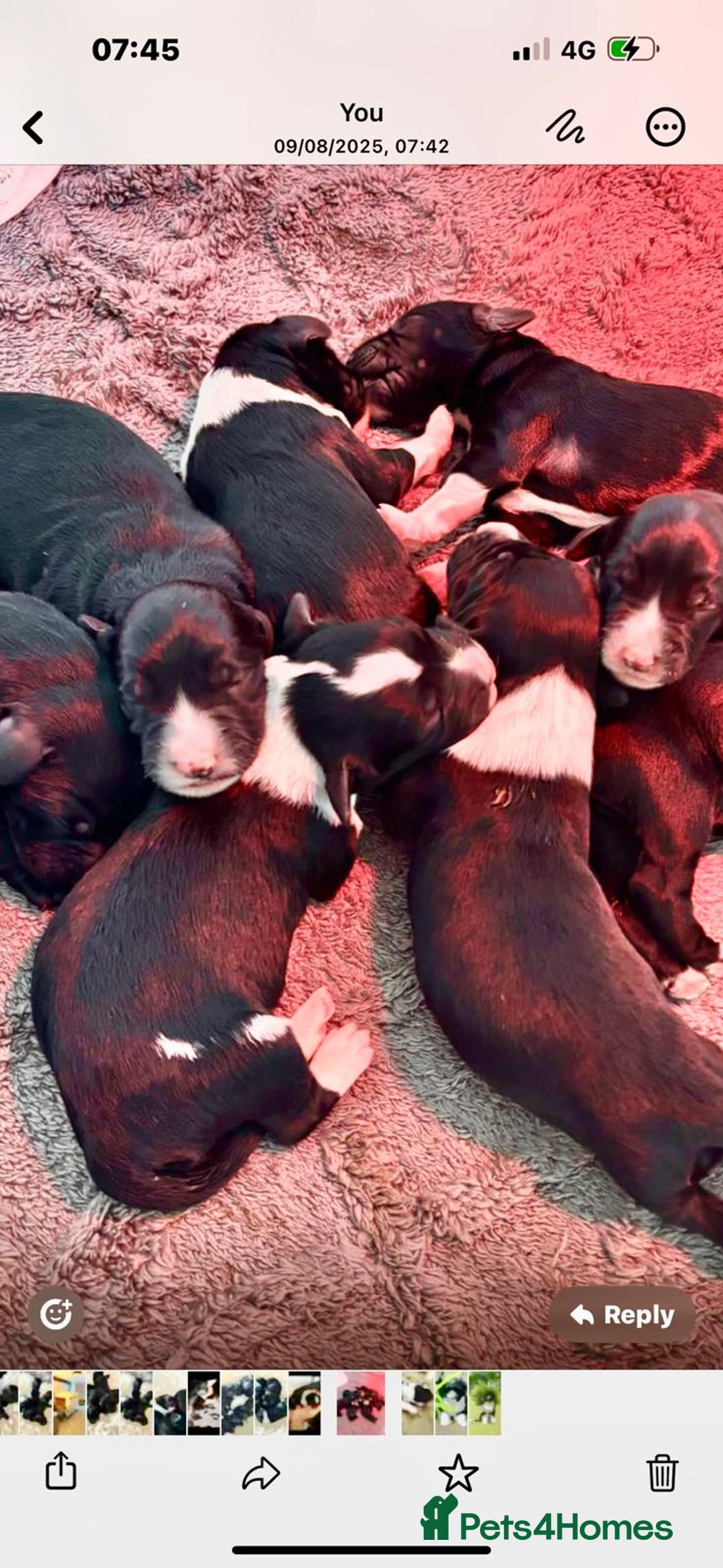 Portuguese Water Dog dogs for sale: Art Nouveau - Image 7