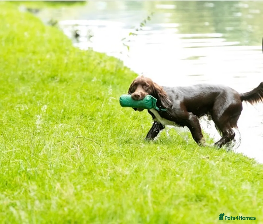 Sprocker dogs for stud: Health tested sprocker for stud in Shrewsbury - Advert 26