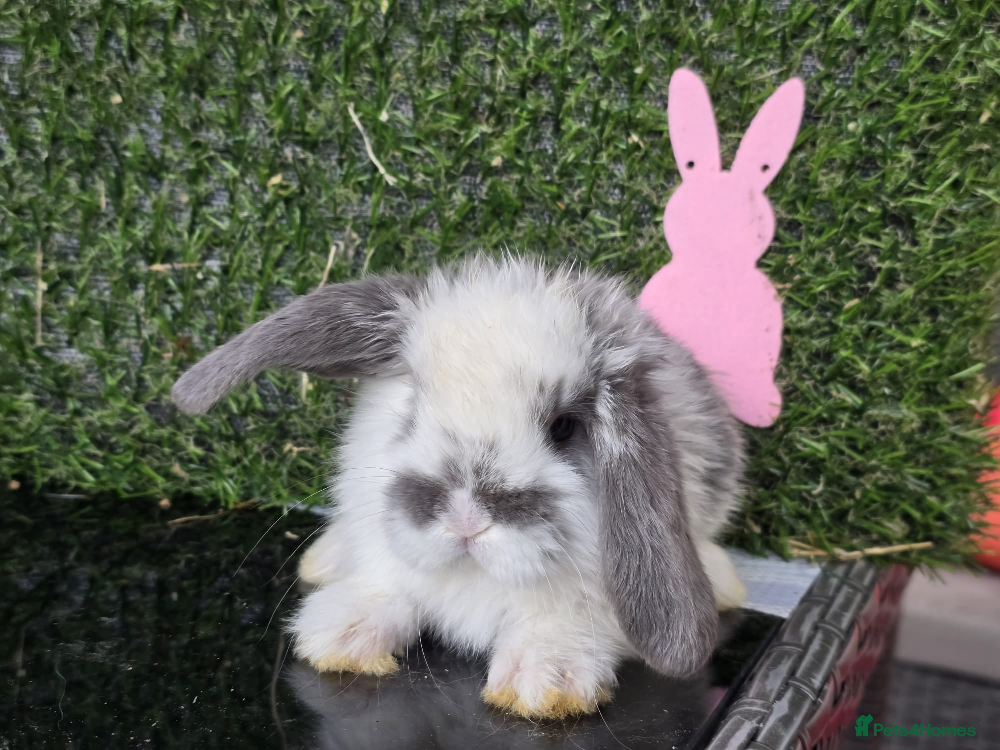 Mini Lop rabbits Mini lop babies for sale - Advert 5