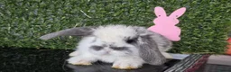 Mini Lop rabbits for sale: Mini lop babies for sale - Advert 5