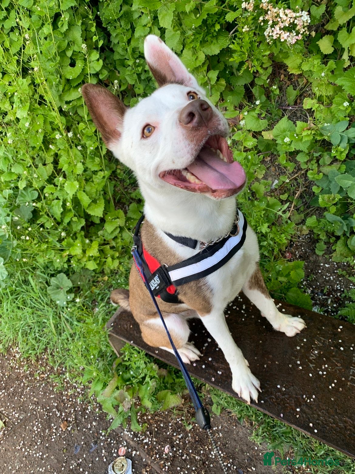 Mixed Breed dogs Border collie  - Advert 1
