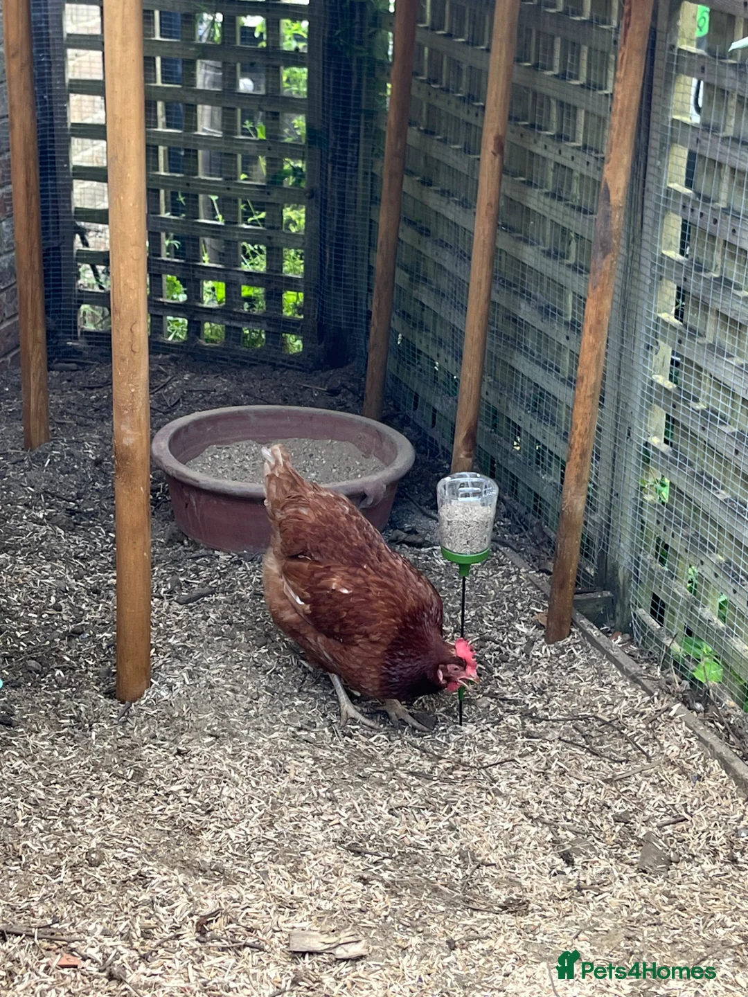 Chickens poultry for sale: Ex-battery hens and accessories for sale/adoption in Liphook - Advert 2