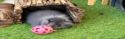 Mini Lion Lop rabbits for sale: Stunning Mini Lion Lops - READY SATURDAY - Advert 25