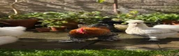Chickens poultry for sale: Hatching eggs Pekin bantam & silkie  - Advert 5
