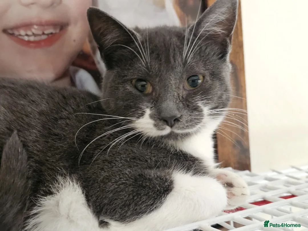 Mixed Breed cats for adoption: Lucy the rescue kitten needs a new home - Advert 1