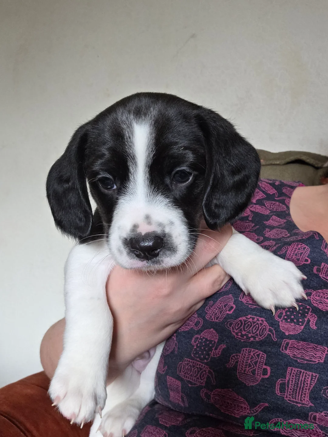 Mixed Breed dogs for sale: Spreagle puppies - Advert 10