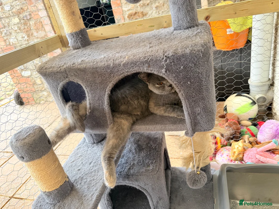 British Shorthair cats for sale: blue and cream bicolour british shorthair in Chard - Advert 7