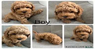 Mixed Breed dogs - Advert 15