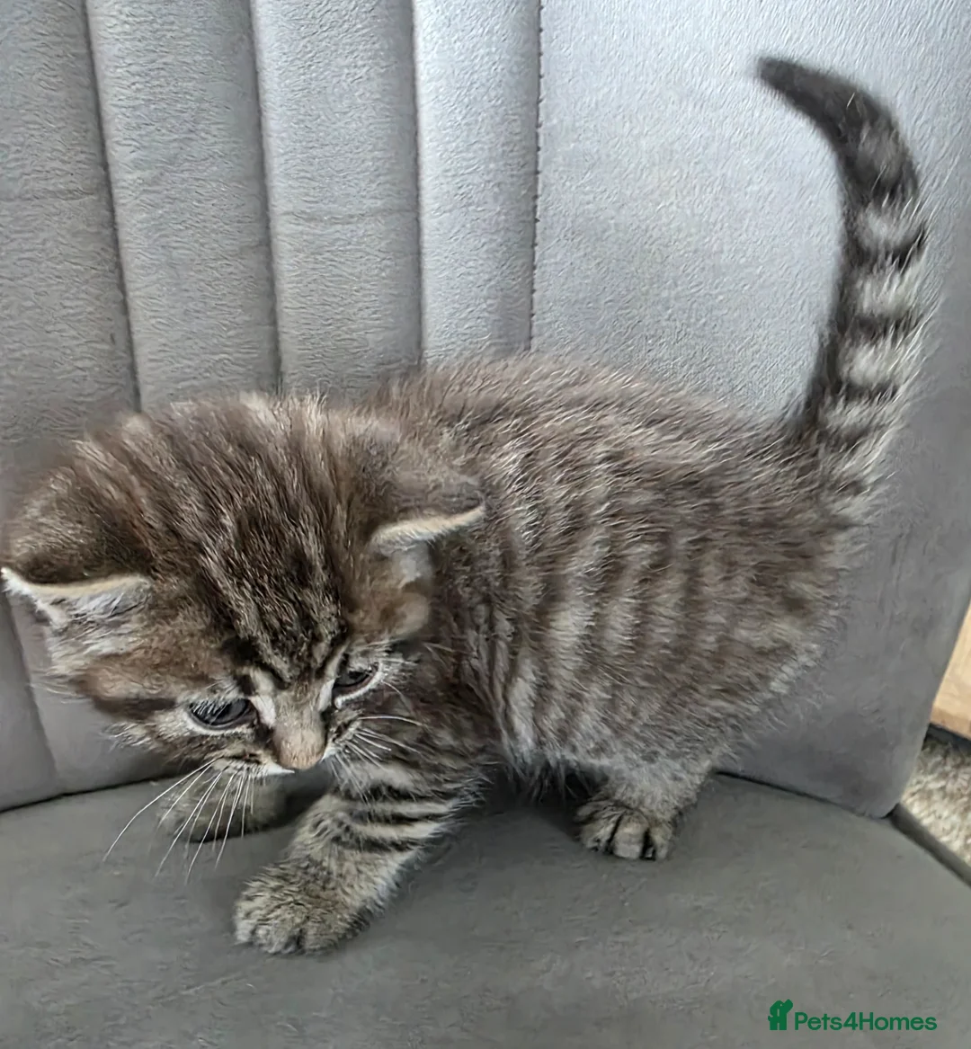 British Shorthair cats for sale: Beautiful Mixed British Shorthair Kittens - Advert 2