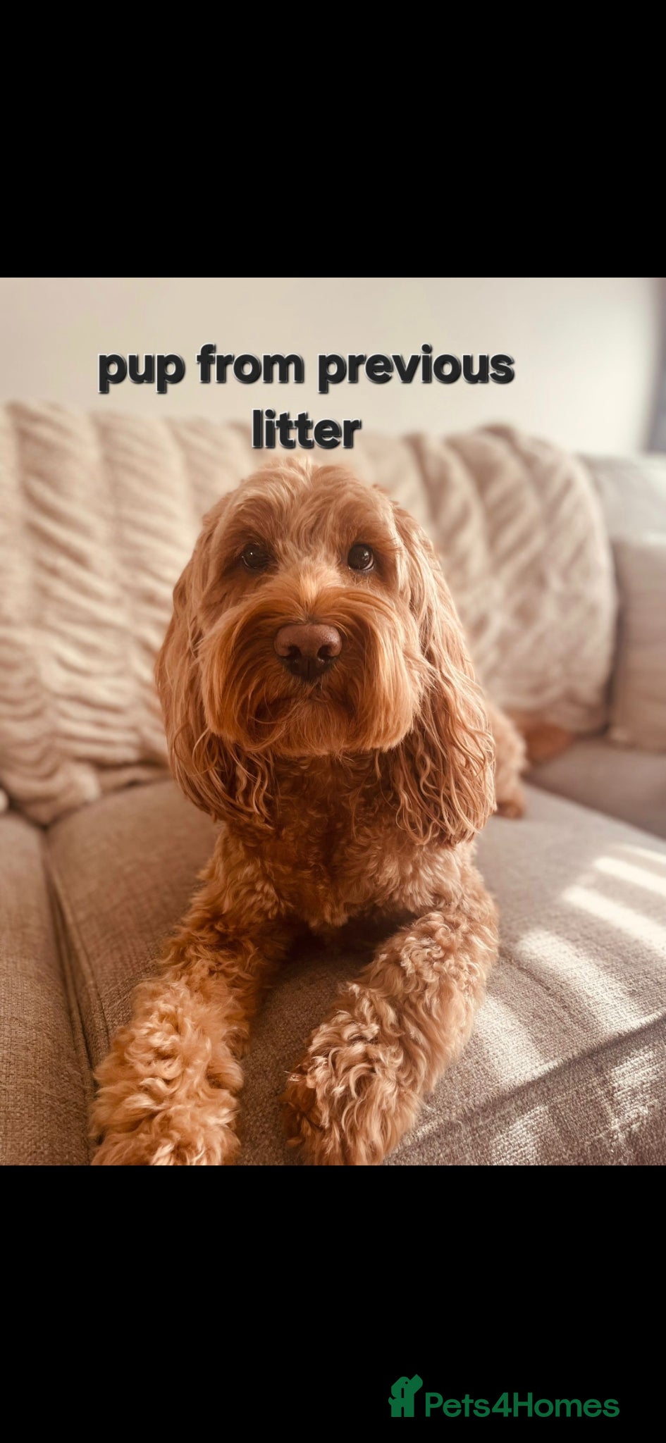 Cockapoo dogs F1 fox red Cockerpoos - Advert 2