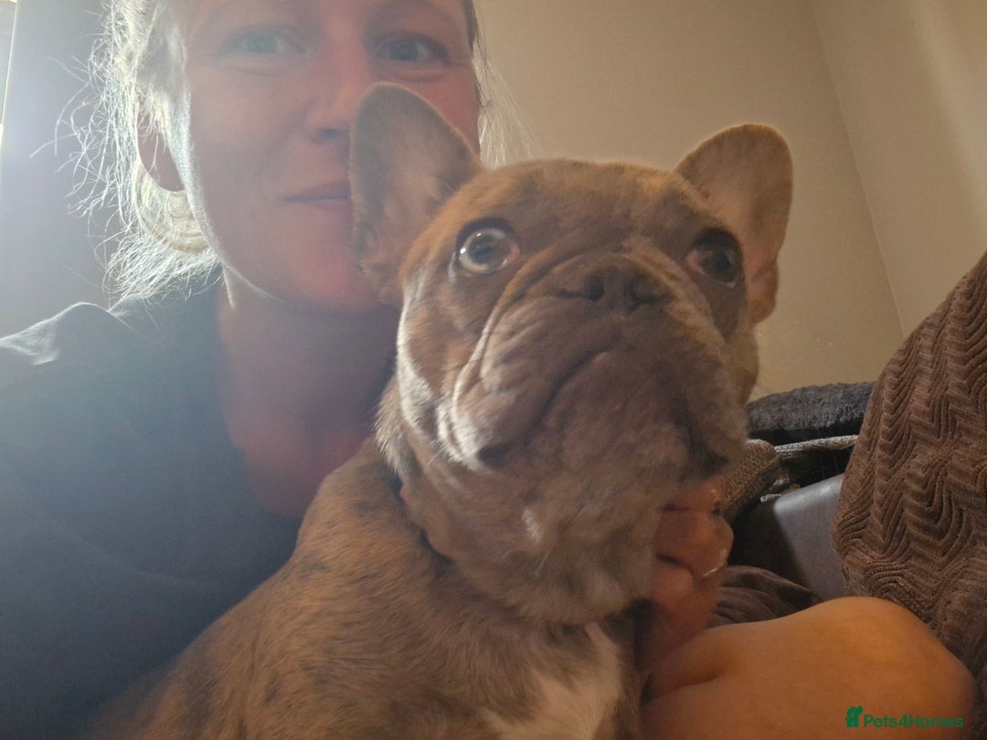 Mixed Breed dogs for sale: Frenchies looking for their forever sofa - Image 12
