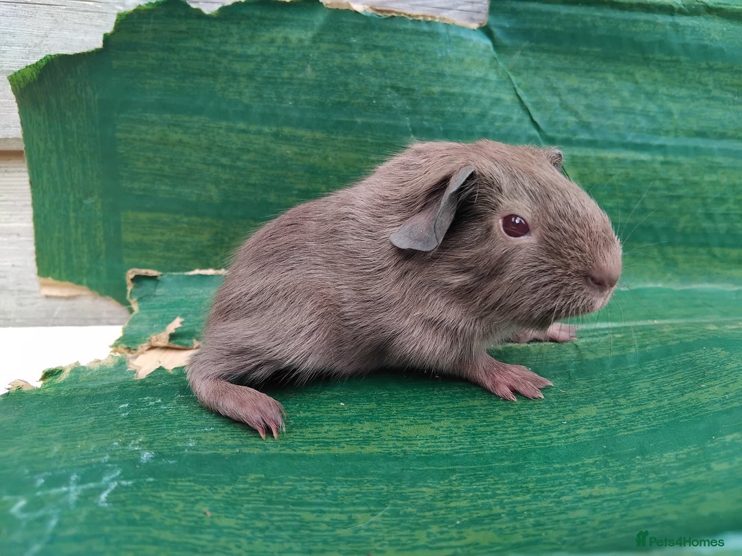Guinea Pig rodents for sale: Baby Sows. Swiss, Self and Dalmation. - Image 9