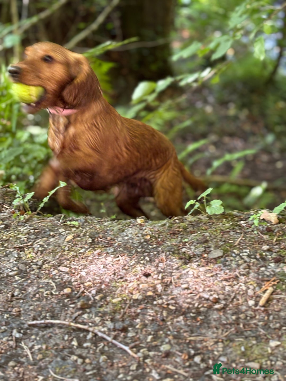 Cocker Spaniel dogs for sale: Cocker spaninel  - Advert 3