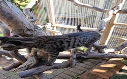 Savannah cats for sale: Large TICA Registered Spotted Savannah Boy Kitten  - Image 17