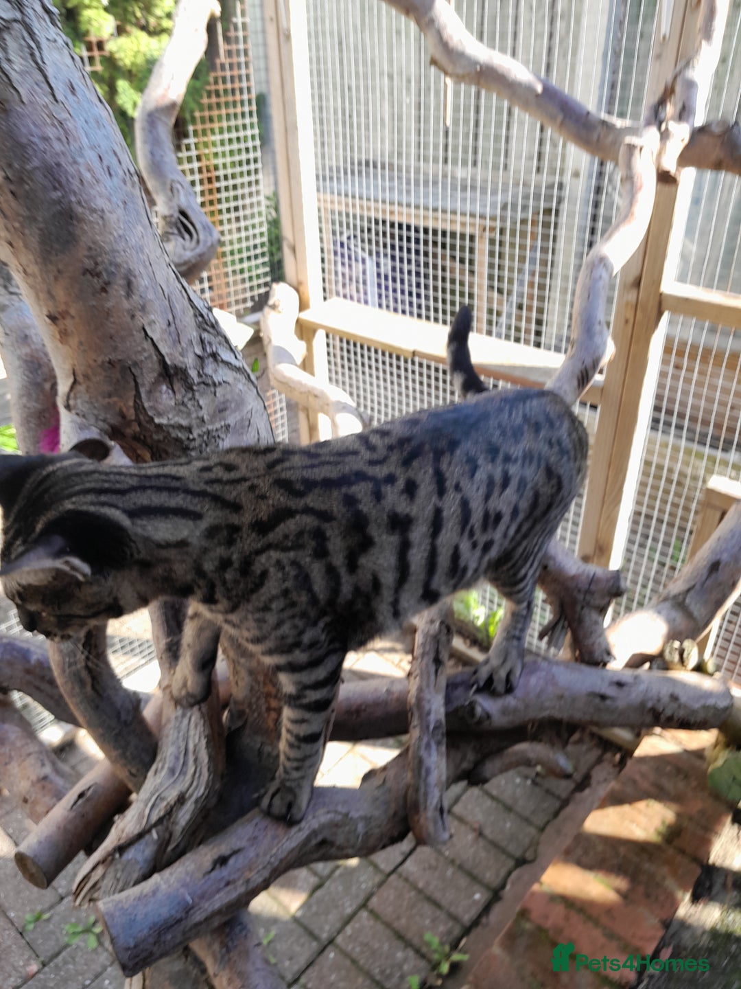 Savannah cats for sale: Large TICA Registered Spotted Savannah Boy Kitten  - Image 17