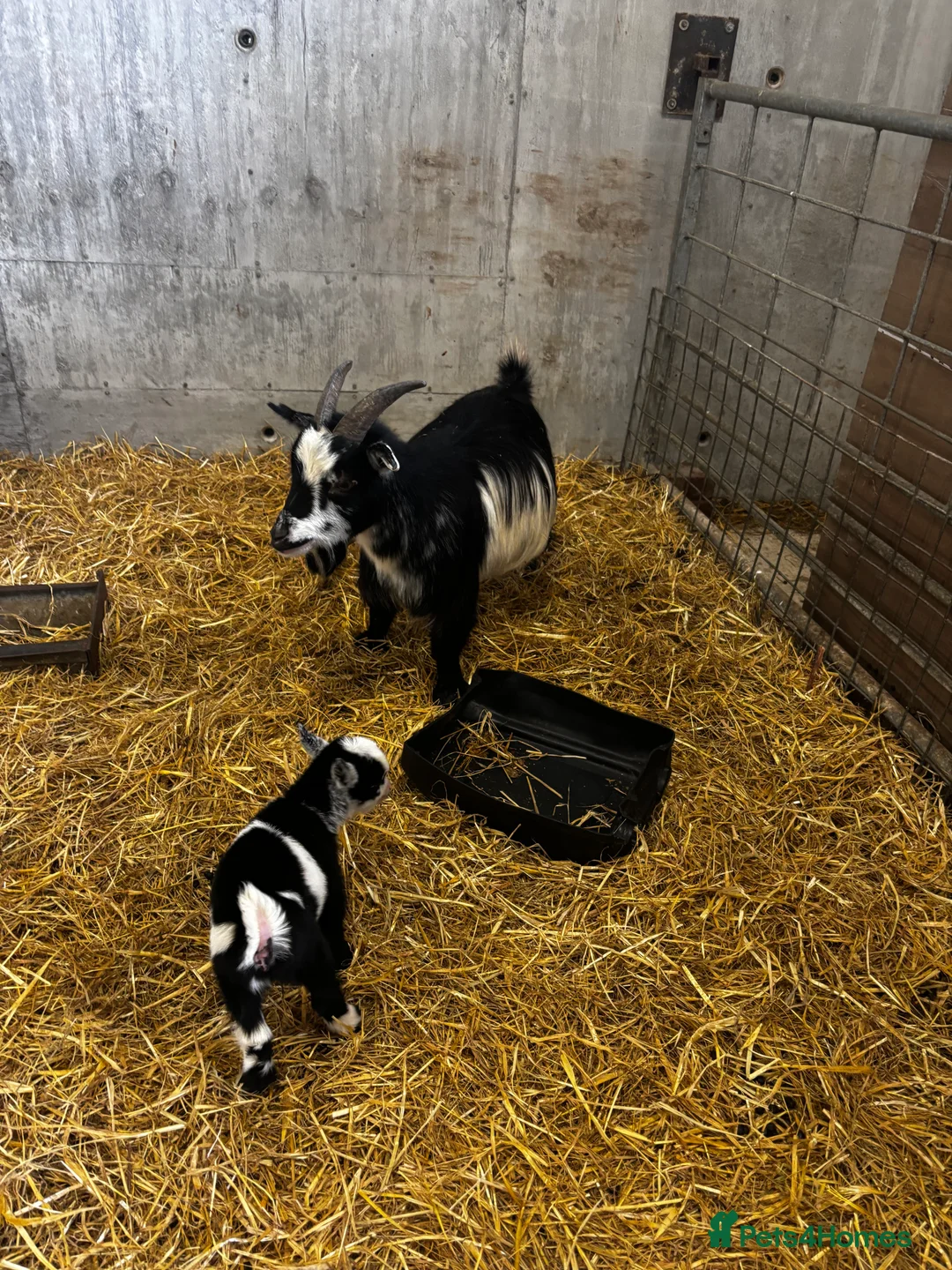 Goats livestock for sale: Breeding Nanny Goat with Twins at Foot (Ready Now) - Advert 8