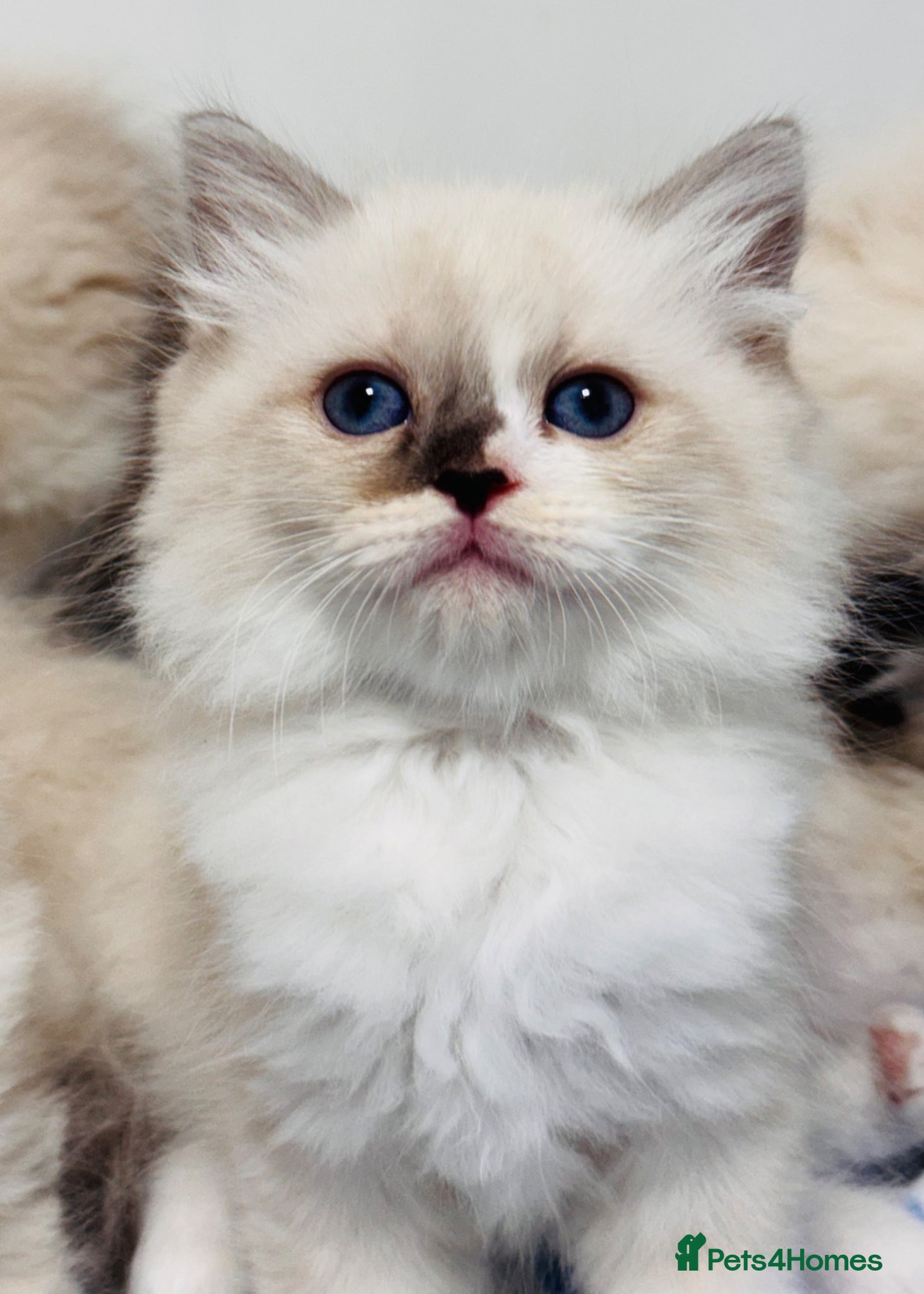 Ragdoll cats Purebred Ragdoll Kittens  - Advert 1