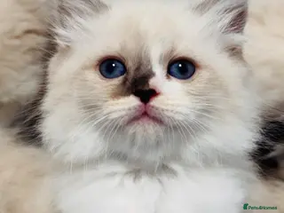 Ragdoll cats Purebred Ragdoll Kittens - Advert 1