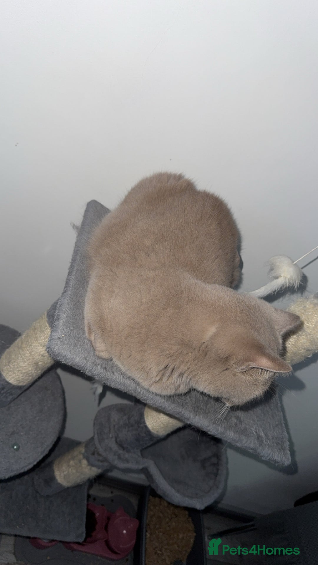 British Shorthair cats for sale: Lilac Neutered Loving Female - Image 2