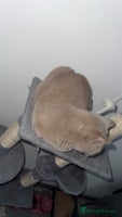 British Shorthair cats - Advert 9