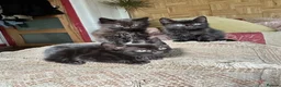 Mixed Breed cats for sale: Kittens Ready For A New Home.  - Advert 2