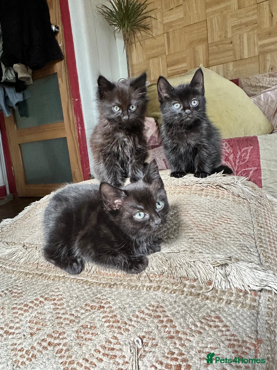 Mixed Breed cats for sale: Kittens Ready For A New Home.  - Advert 2