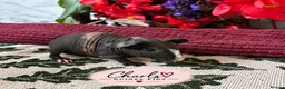 Guinea Pig rodents for sale: Skinny Pigs for sale 🦛 - Advert 10