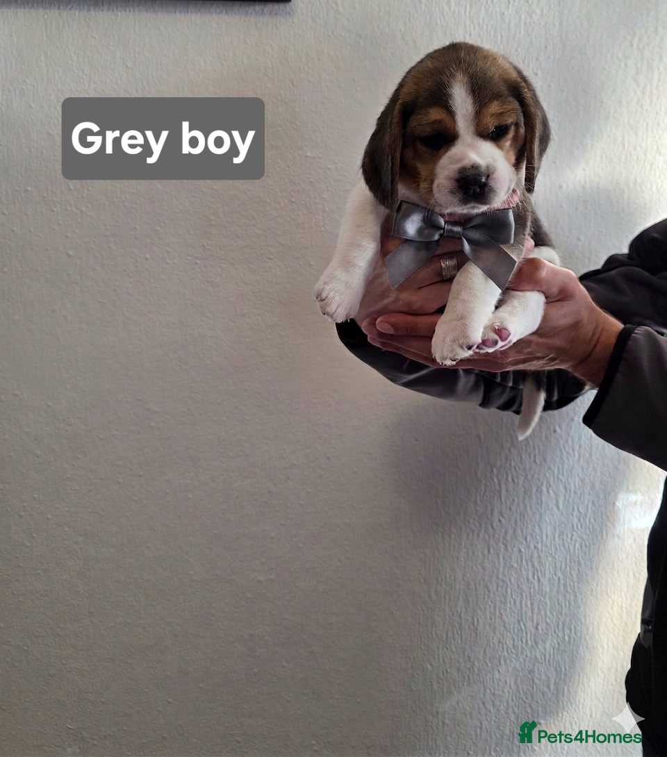 Beagle dogs for sale: Beagle puppies ready for love!! - Advert 4