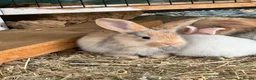 Continental Giant rabbits for sale: Middleton Meadows Giants - Advert 1