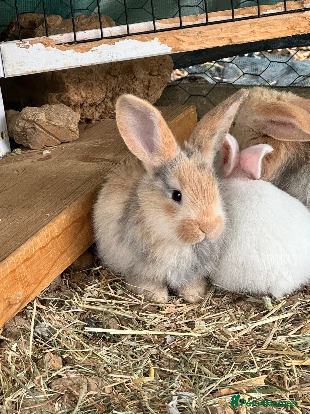 Continental Giant rabbits for sale: Middleton Meadows Giants - Advert 1