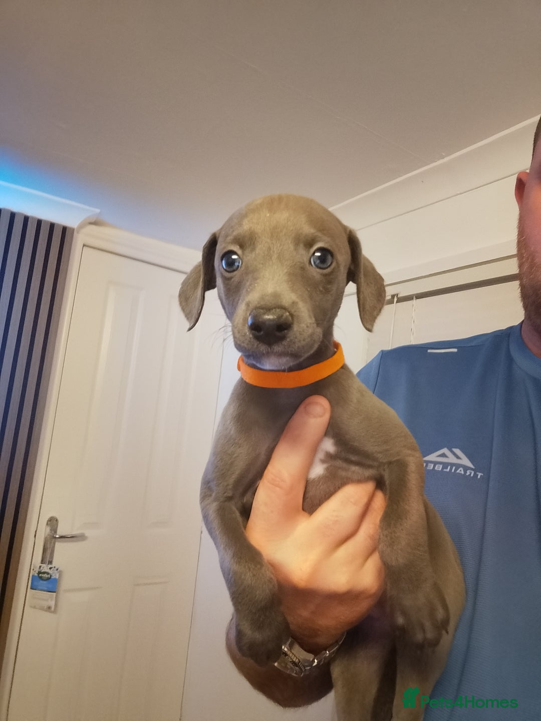 Whippet dogs for sale: Gorgeous blue whippets  - Image 3