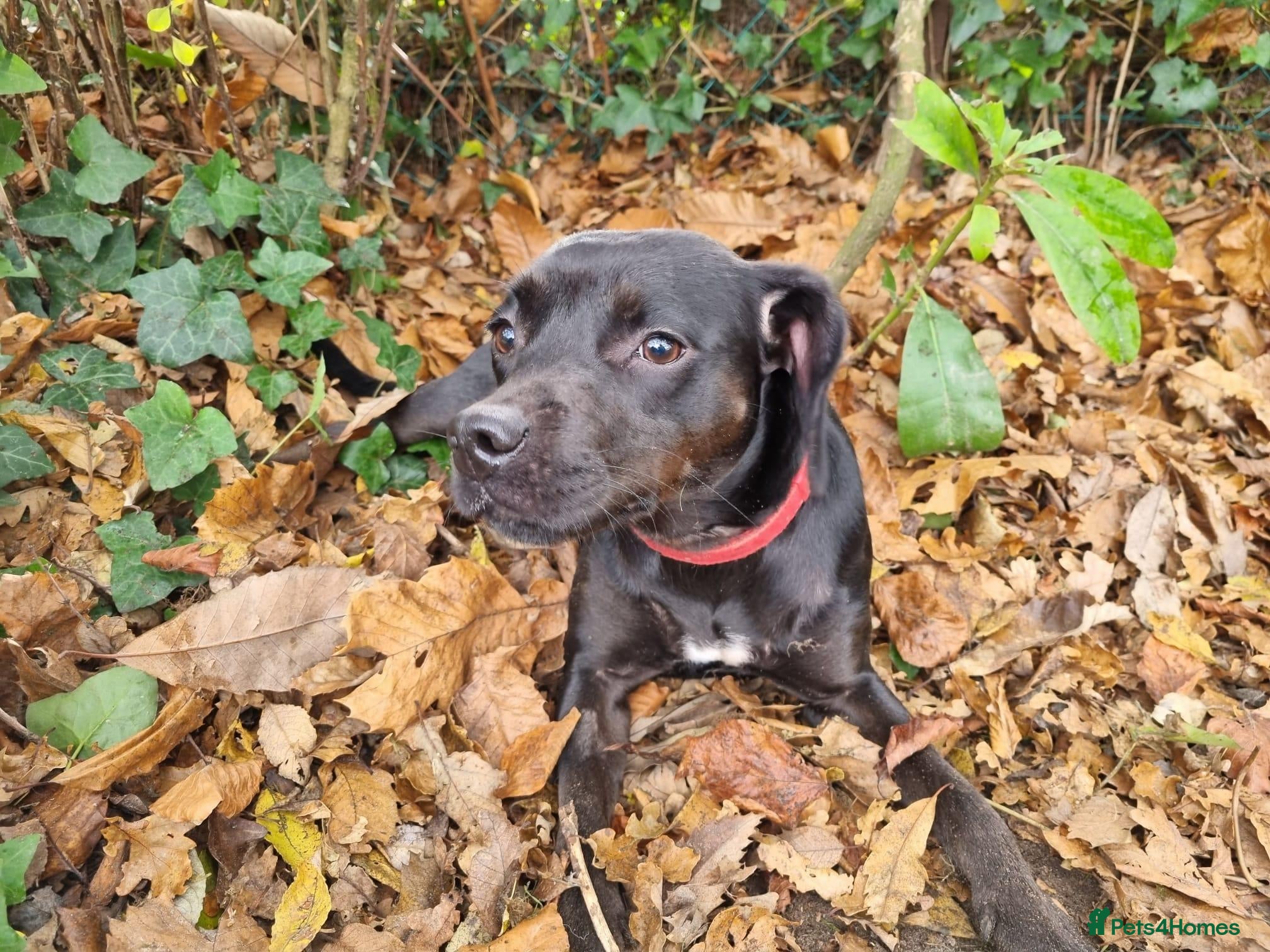 Mixed Breed dogs Loving Spaniel X needs new home - Advert 11