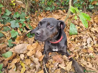 Mixed Breed dogs Loving Spaniel X needs new home - Advert 11