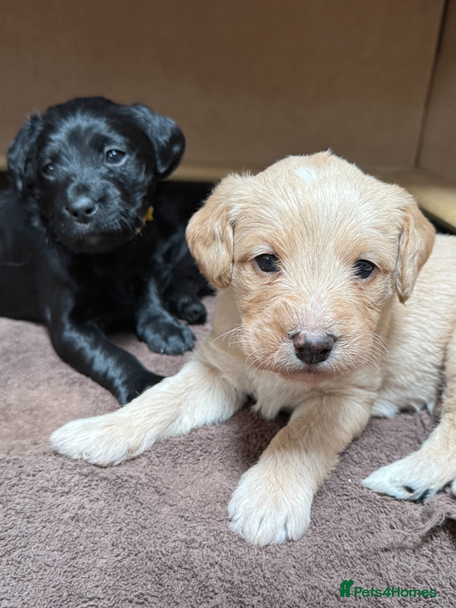 Labradoodle dogs Stunning Multigen F4a Labradoodle Puppies. - Advert 1