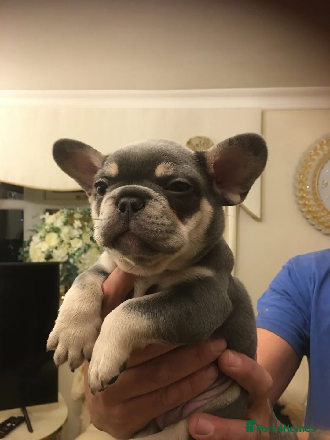 French Bulldog dogs for stud: RFG-FBCE-BVA LILAC & TAN KC French Bulldog studs  in Darlington - Advert 12