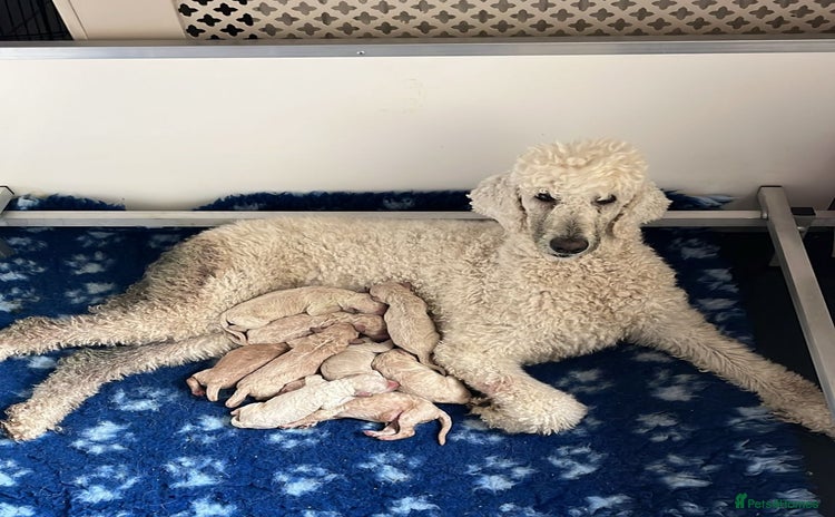 Standard Poodle dogs - Advert 2