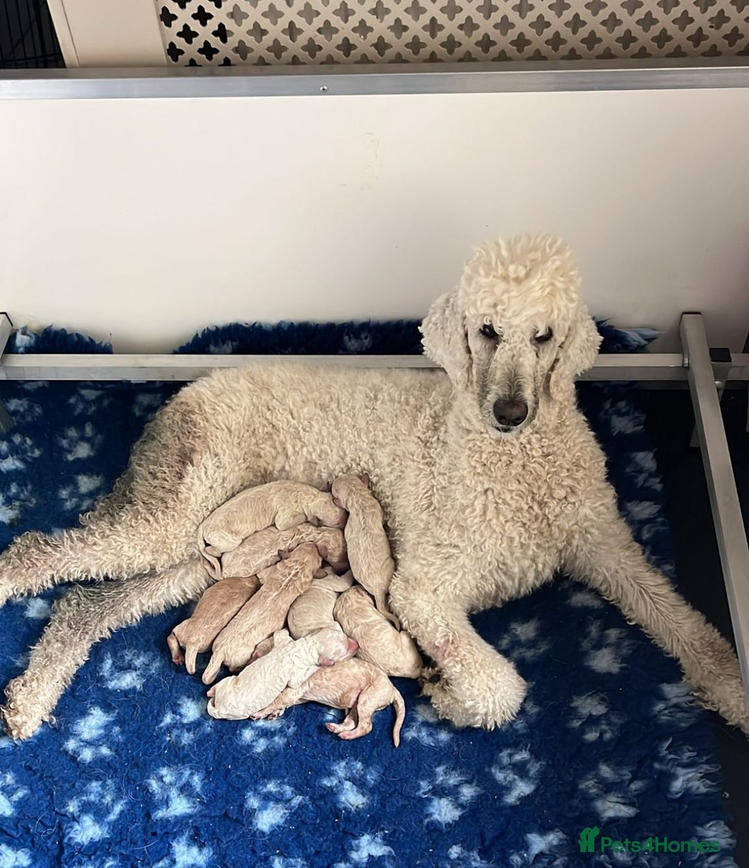 Standard Poodle dogs for sale: Stunning litter of standard poodles  - Image 1