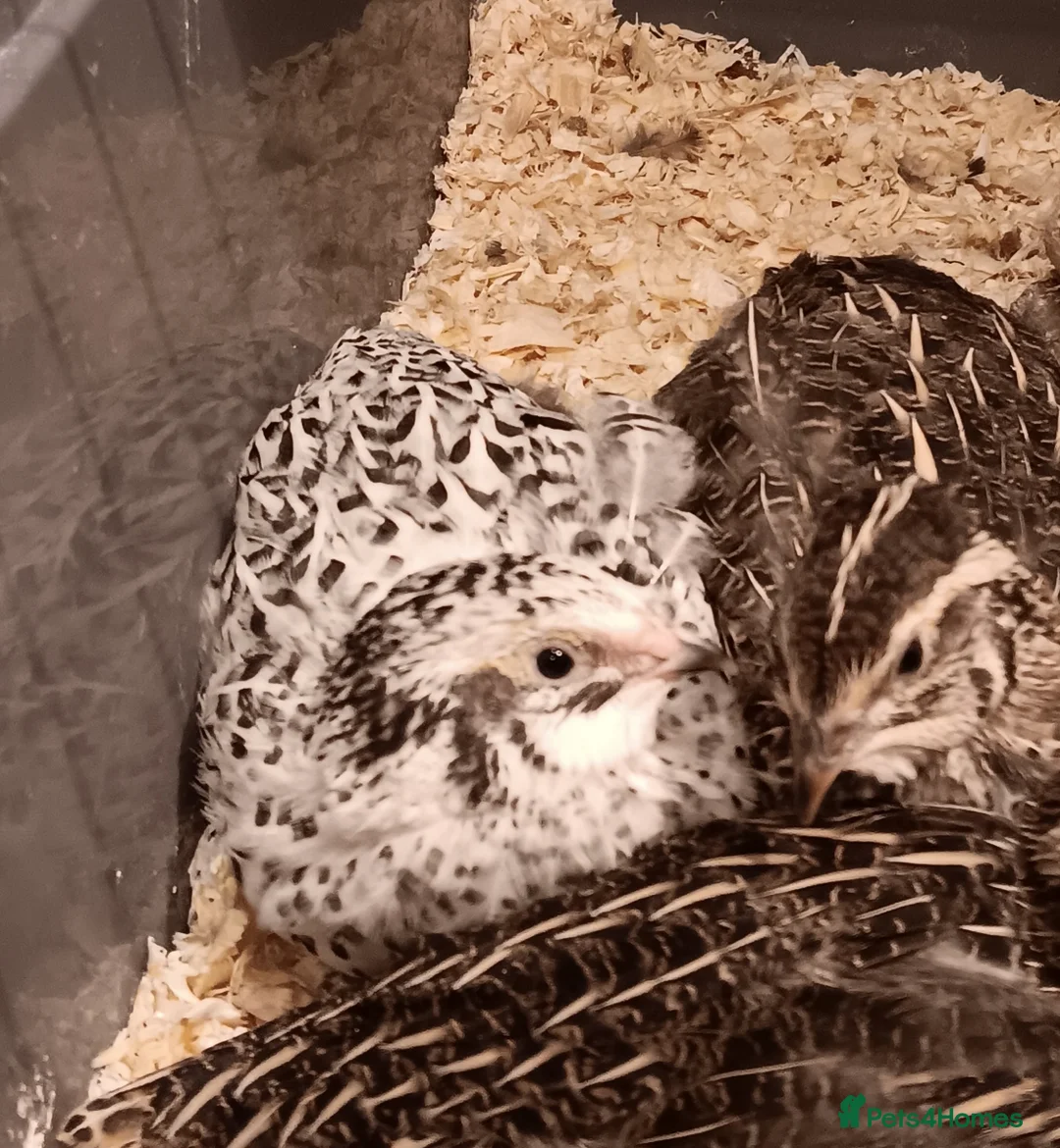 Quail poultry for sale: Quail Chicks  - Advert 1