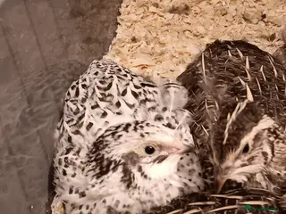 Quail poultry Quail Chicks - Advert 4