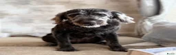 Labradoodle dogs for sale: Beautiful family dog, labradoodle  in Kidderminster - Advert 7