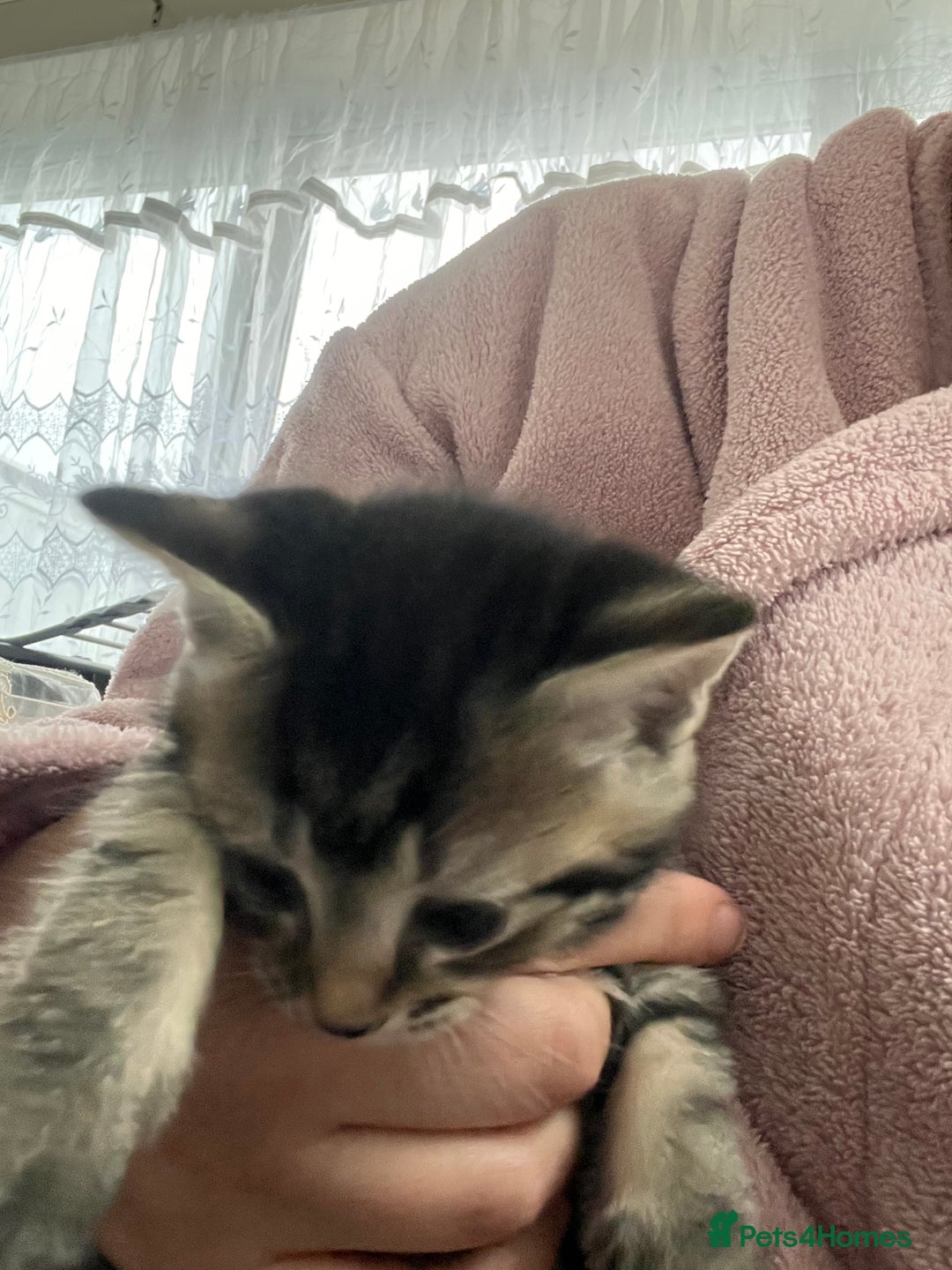 Mixed Breed cats for sale: Taby kitten available now or on  **   - Advert 7