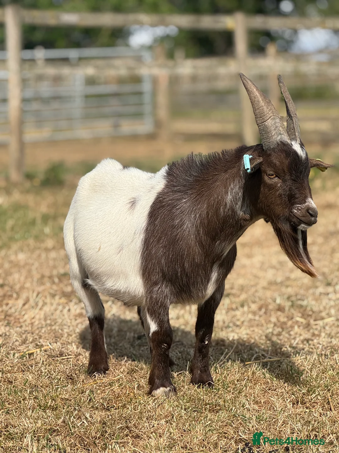 Goats livestock for sale: Proven Pygmy Billy for sale - Advert 2