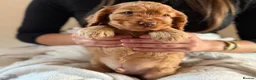 Cocker Spaniel dogs for sale: (2 left) KC show type cocker spaniel puppies - Advert 17