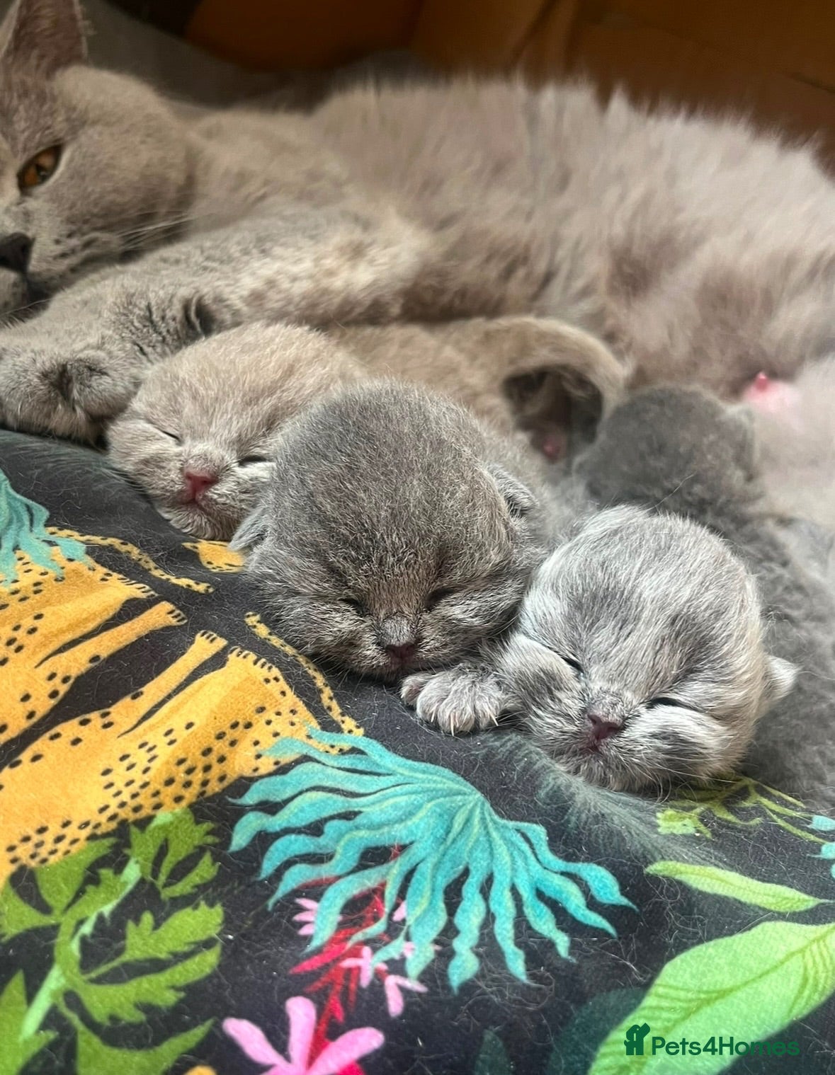 British Shorthair cats 5 Stunning BSH Blue and Lilac Kittens - Advert 1