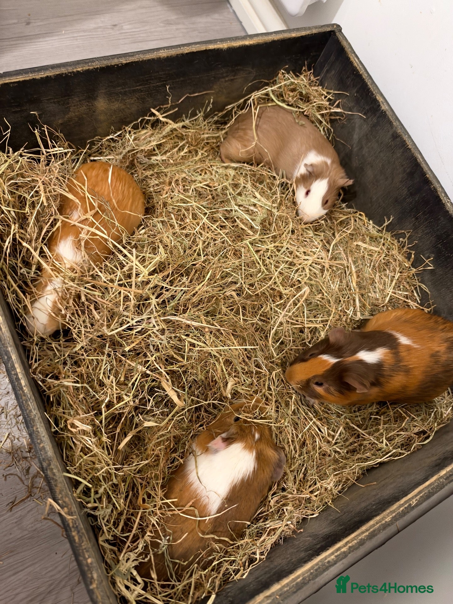 Guinea Pig rodents for sale: Guniea pig for free  - Advert 1