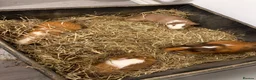 Guinea Pig rodents for sale: Guniea pig for free  - Advert 1